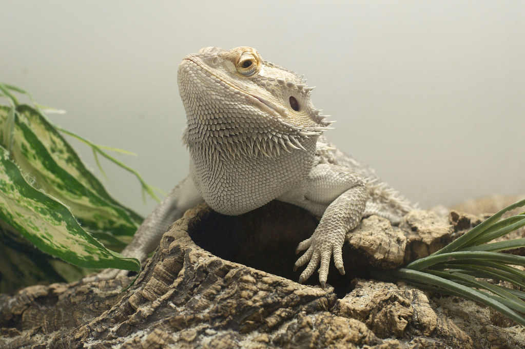 Drago barbuto