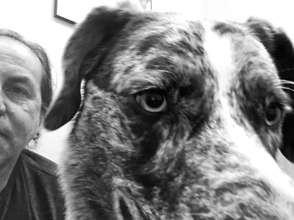 Un cane in attesa durante una visita veterinaria